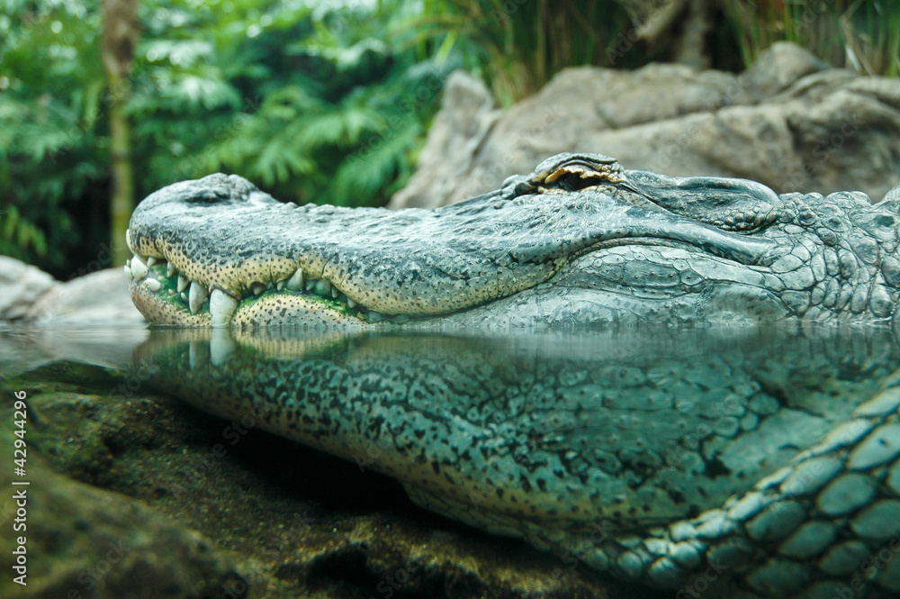 Fototapeta premium crocodile