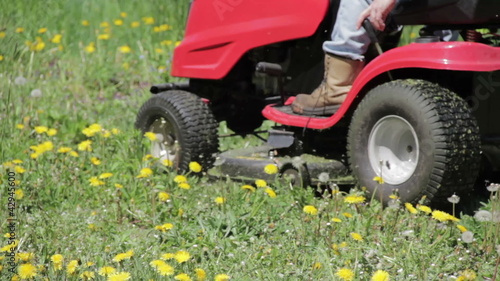 Ride-on lawnmower cutting dandelions.