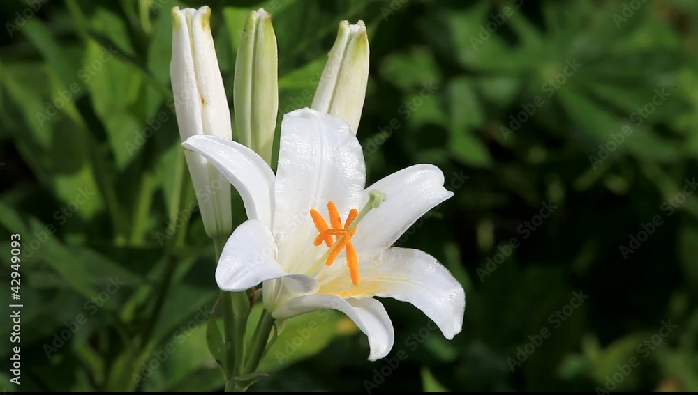 Madonna lily Madonna lily