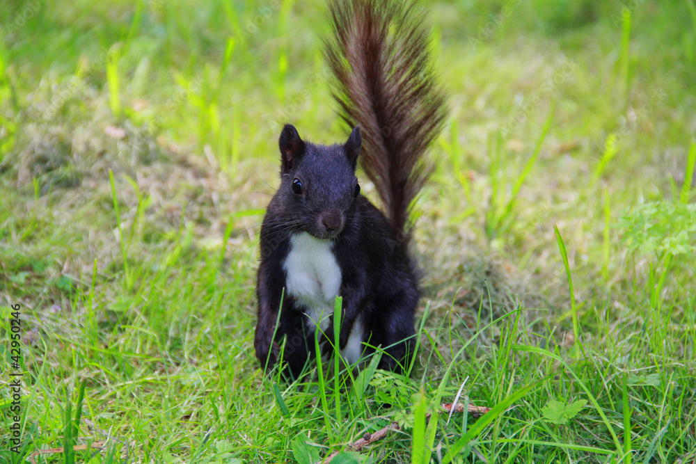 black squirrel black squirrel