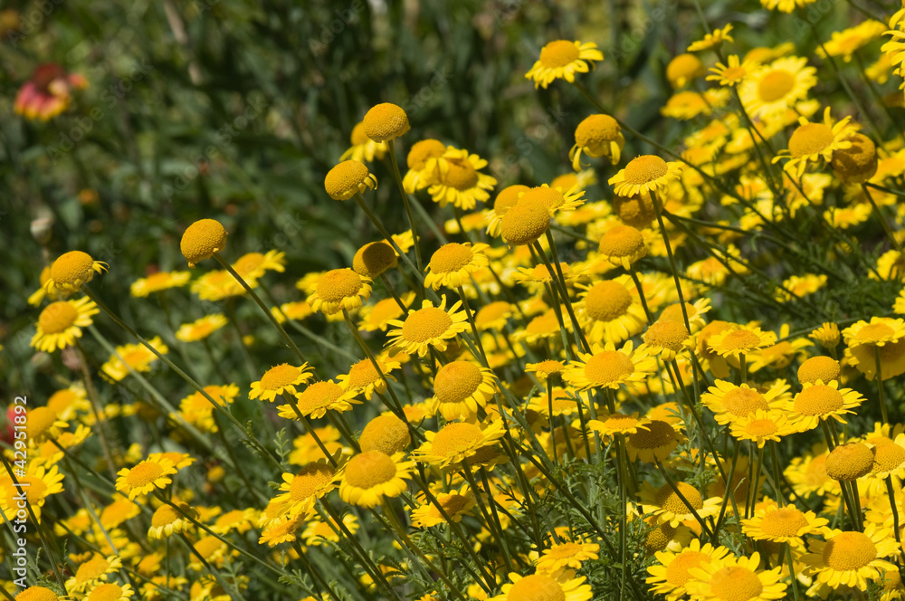 Obraz premium Yellow daisies