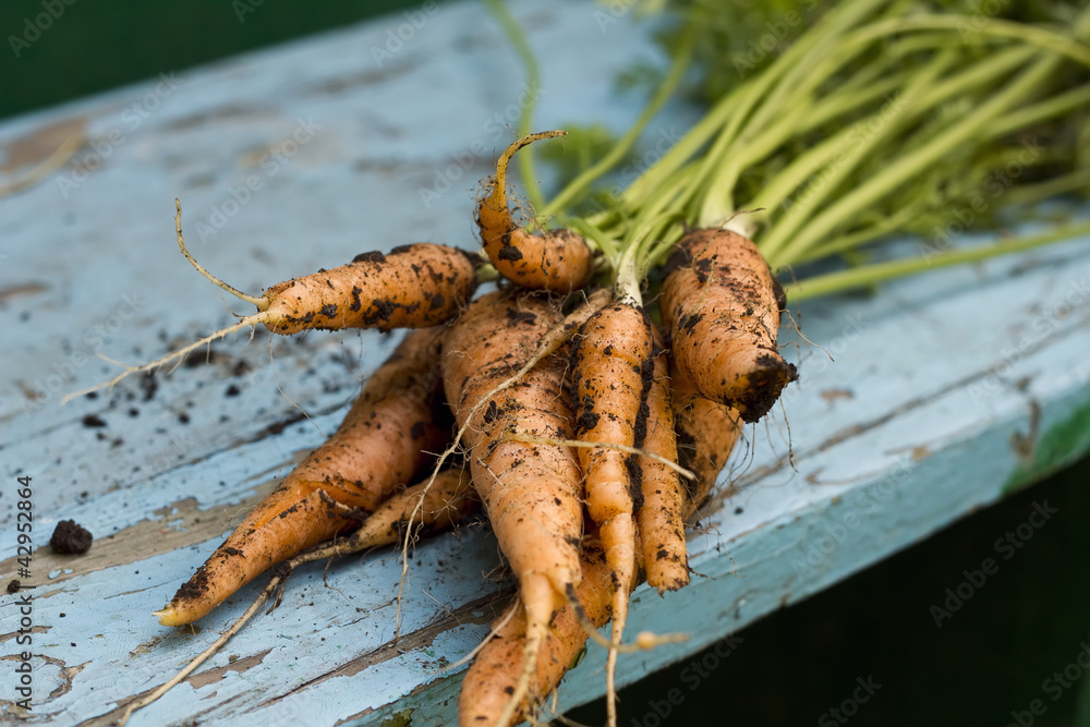 Fototapeta premium Fresh carrots just picked up from bed on blue wooden background