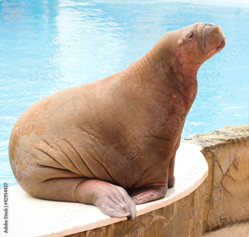 Big Walrus photo