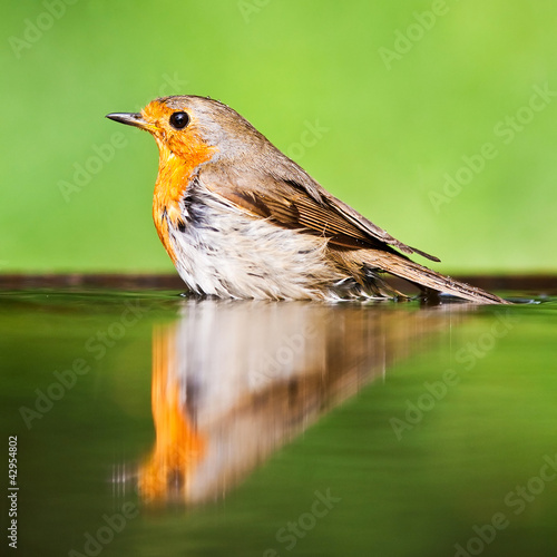 Photo Red robin in the water
