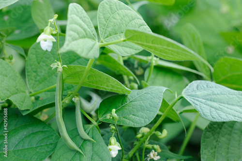 French beans plant
