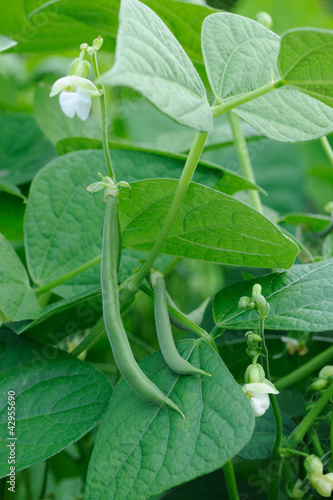 French beans plant