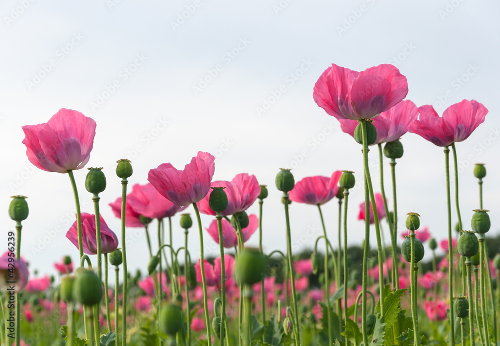 Fototapeta premium Field full of pink poppies