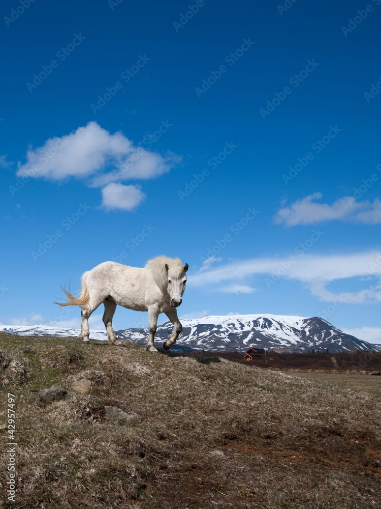 Iceland - horse