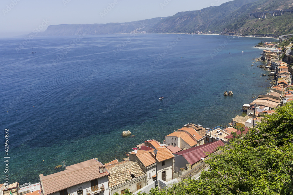 Fototapeta premium Scilla