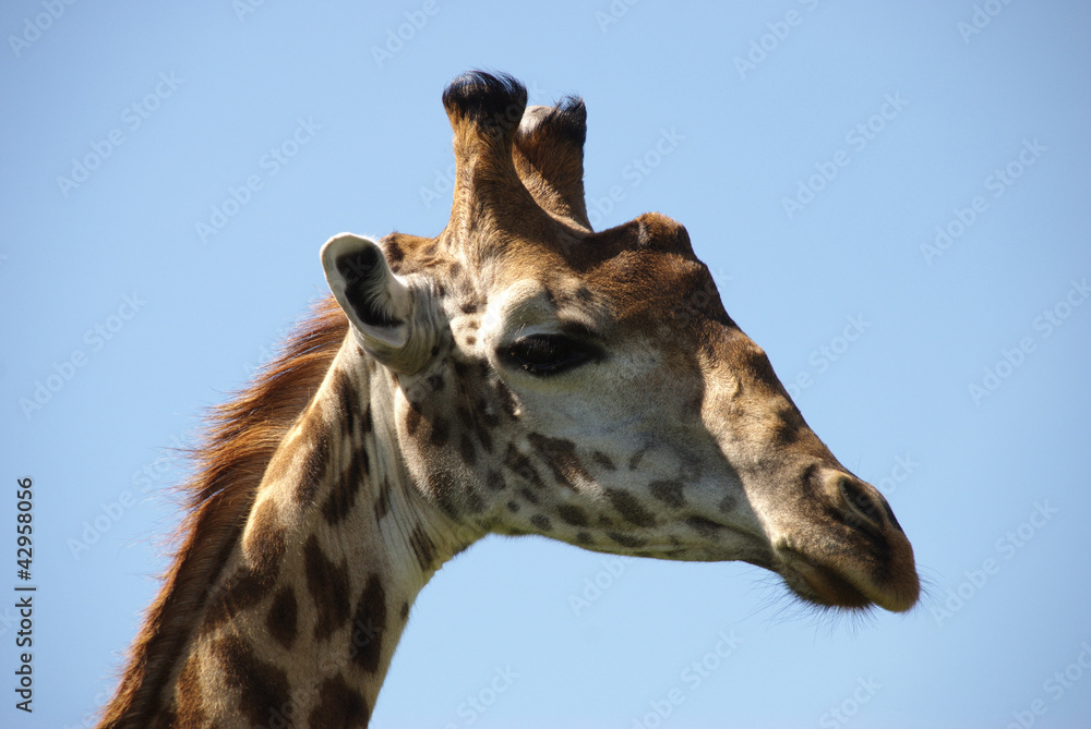 Giraffe Giraffe