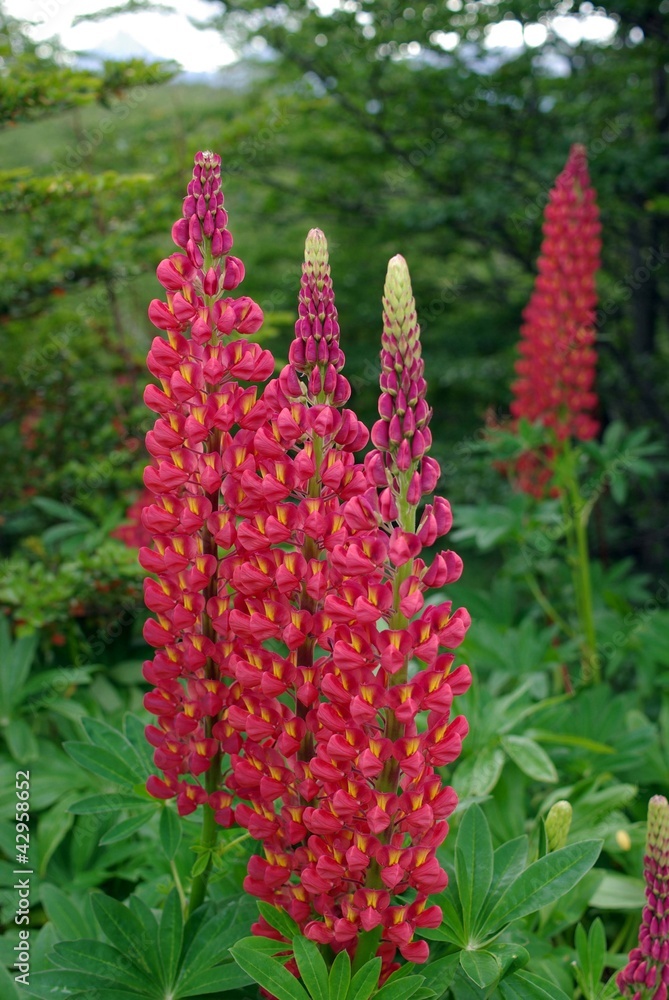 Lupins, Argentine Lupins, Argentine