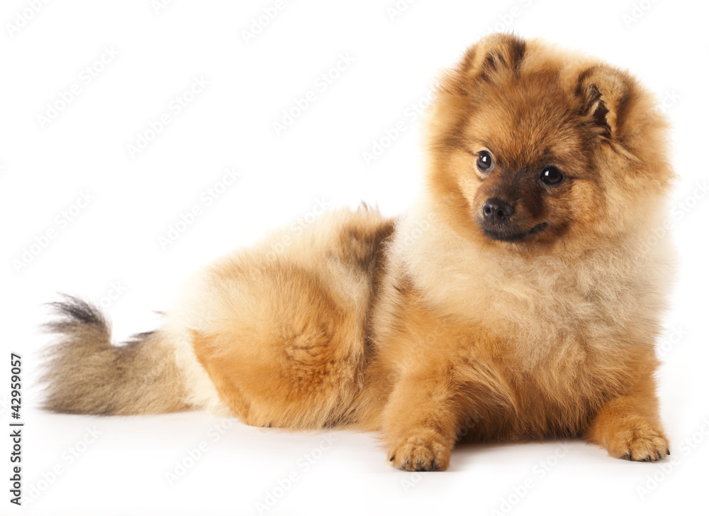 Obraz premium German Spitz dog on white background
