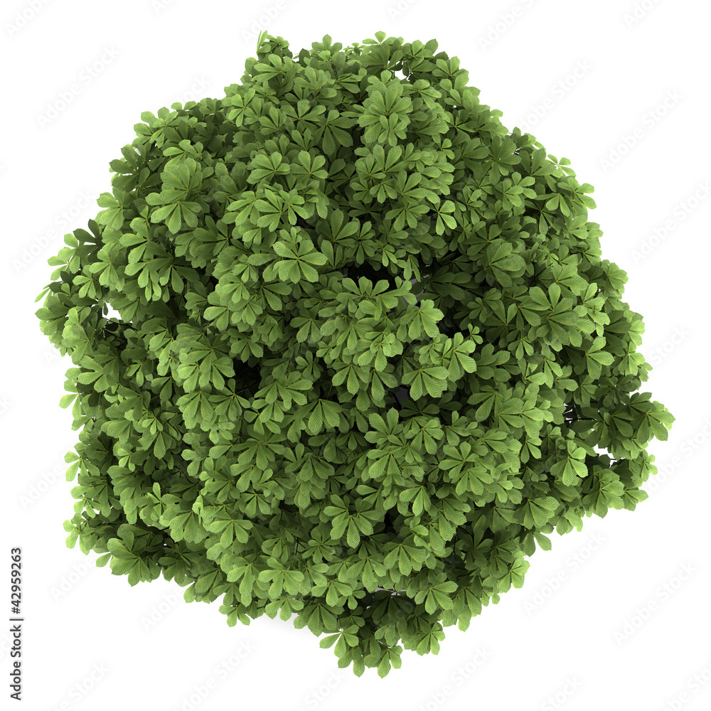 Obraz premium top view of bottlebrush buckeye bush isolated on white