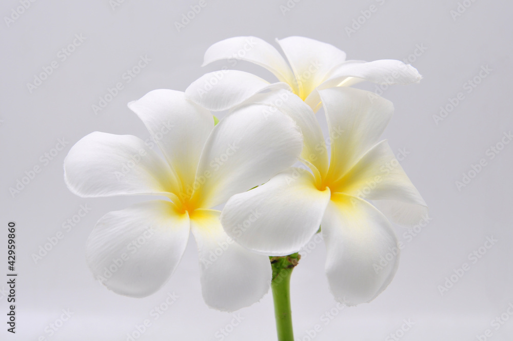 Fototapeta premium flowers frangipani