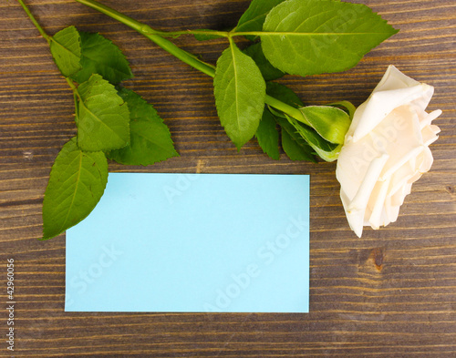 Beautiful rose on wooden backgground photo