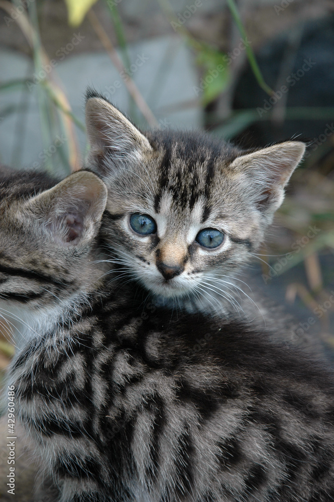 Kitten peeking over sibling Kitten peeking over sibling