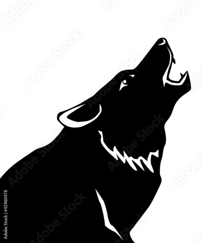 Wolf on a white background