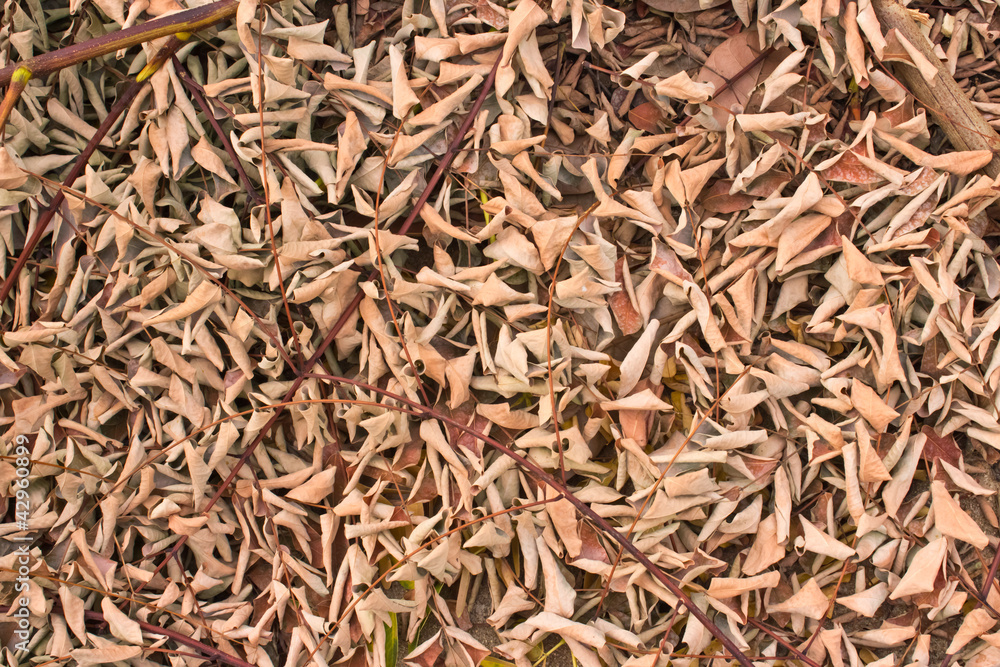Dry leaves on the ground.