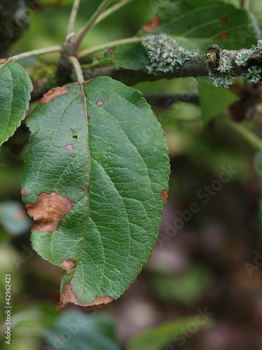 Alternaria leaf spot on diseased apple tree