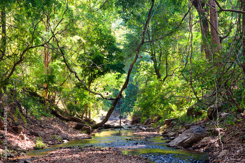 Obraz premium river through the forest