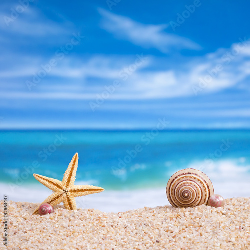 Starfish and shell on the beach