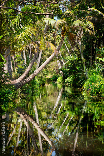 Backwater in jungle