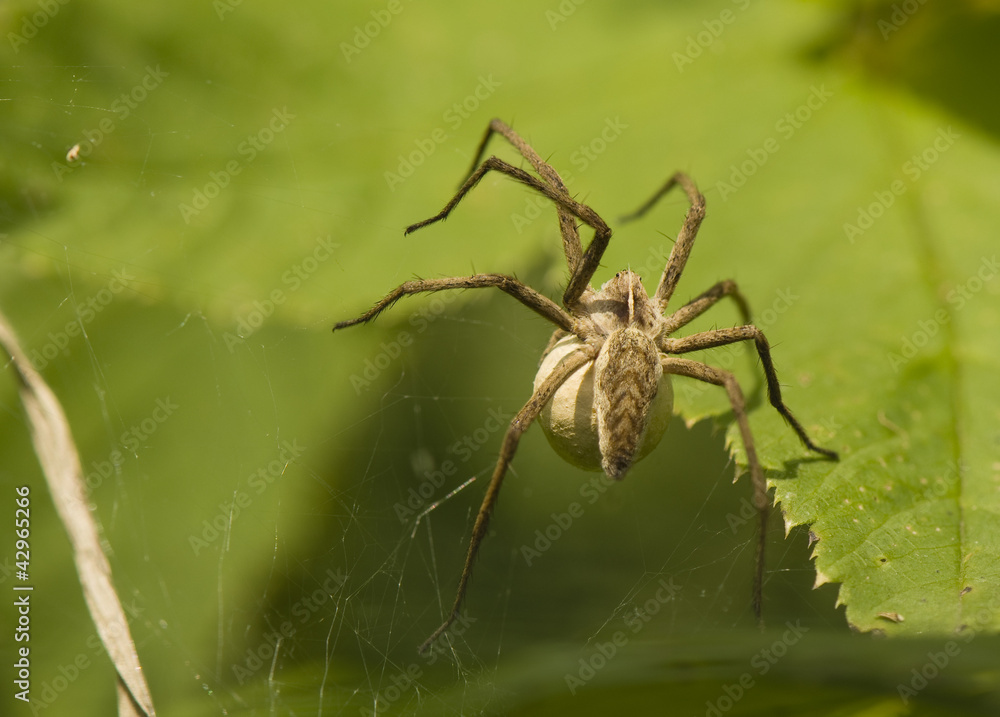 Pisaura mirabilis Pisaura mirabilis