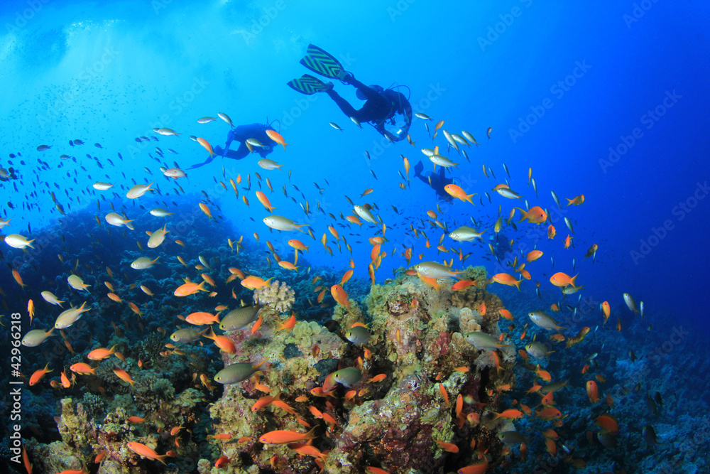 Scuba Divers swim over a coral reef