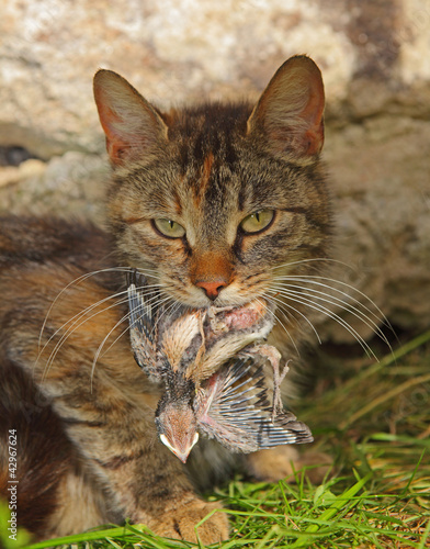cat with a swallow