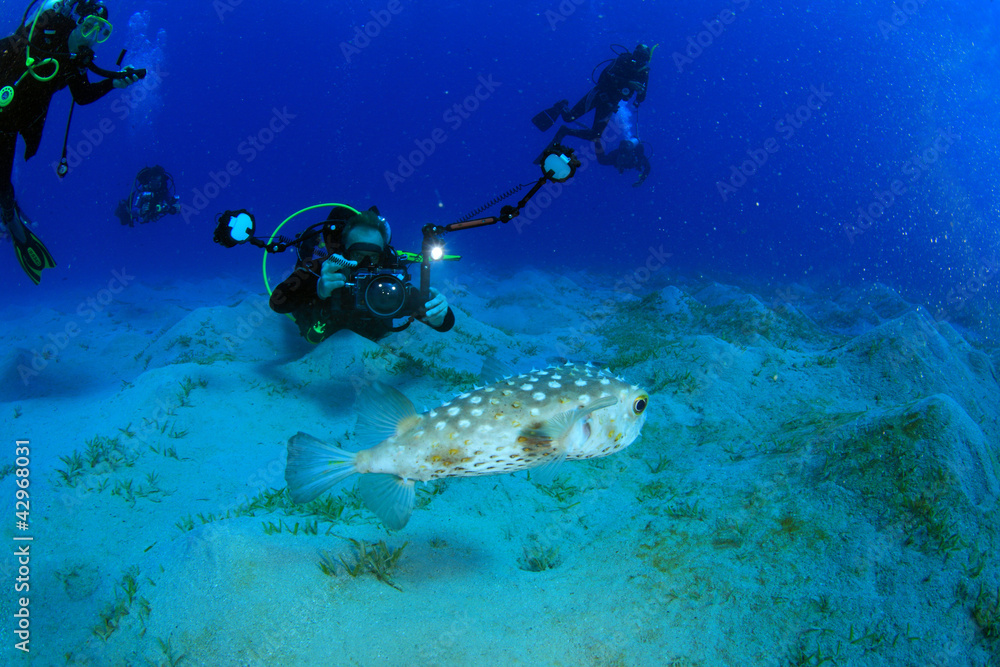 Diving in the Red Sea Diving in the Red Sea