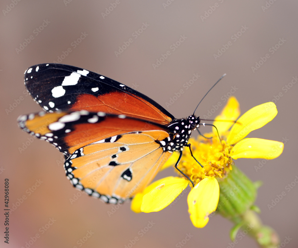 Fototapeta premium Monarchfalter