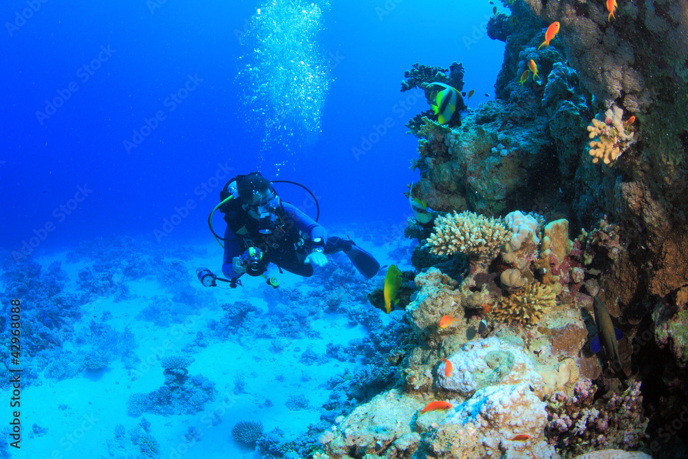 Fototapeta premium Diving in the Red Sea
