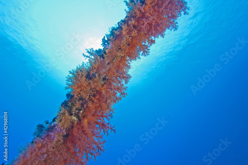 Soft coral on a shipwreck photo