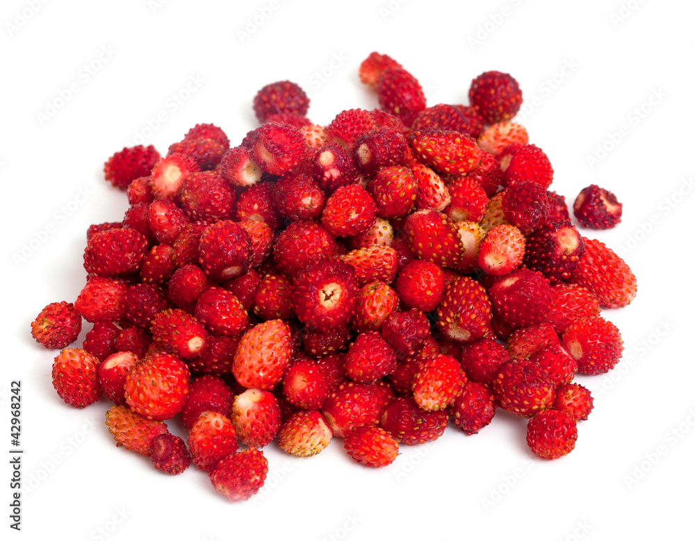 wild strawberries wild strawberries