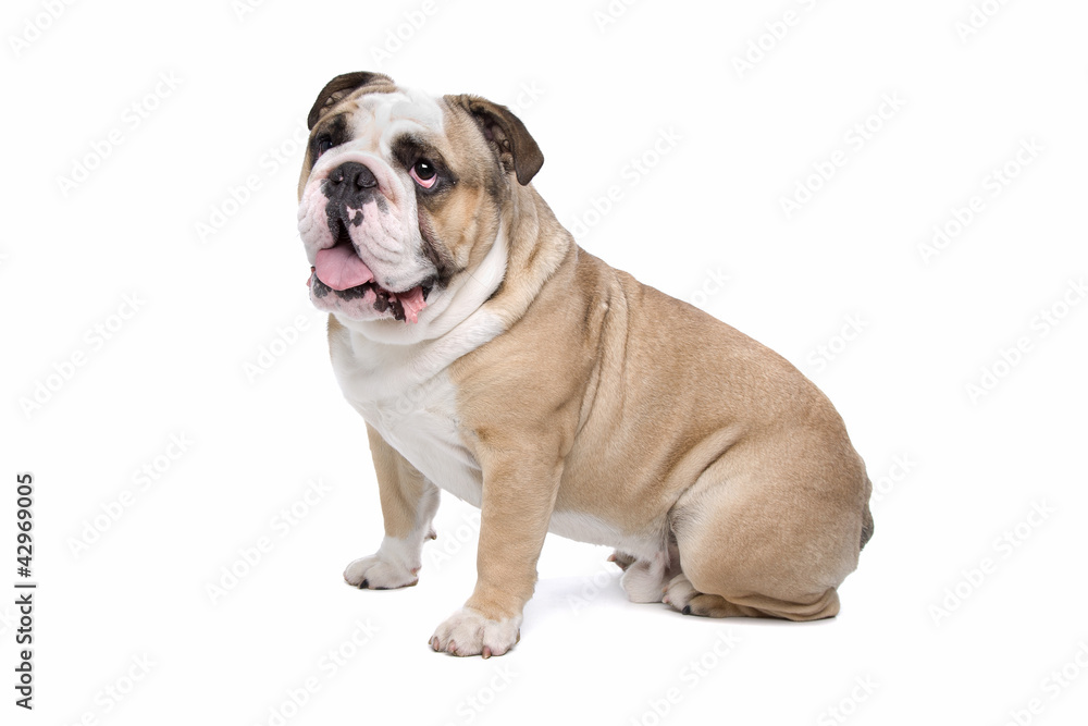 English Bulldog