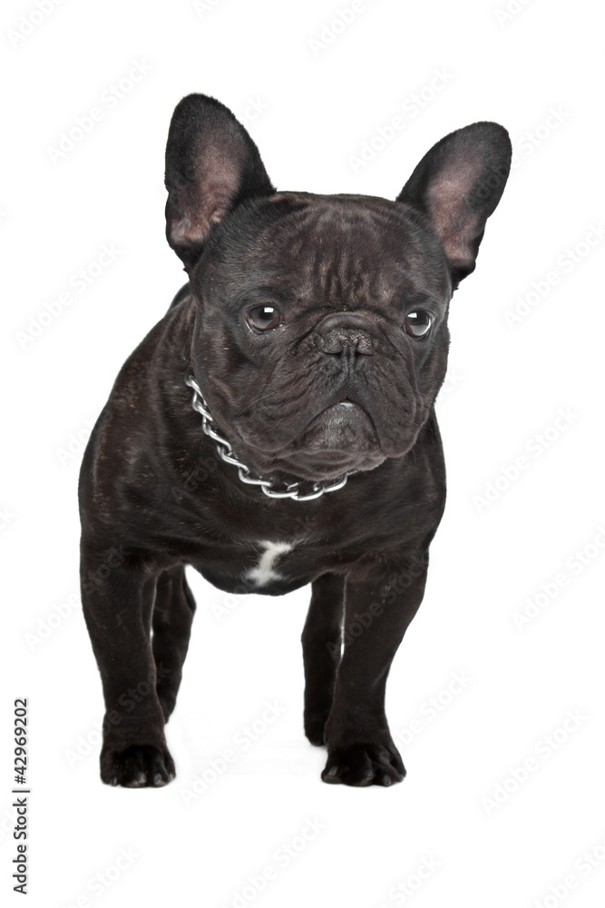 Dark brown French bulldog