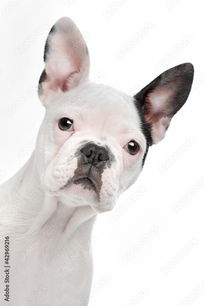 Fototapeta premium French Bulldog puppy
