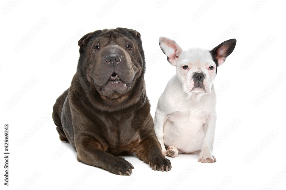 Shar-Pei and a French Bulldog puppy