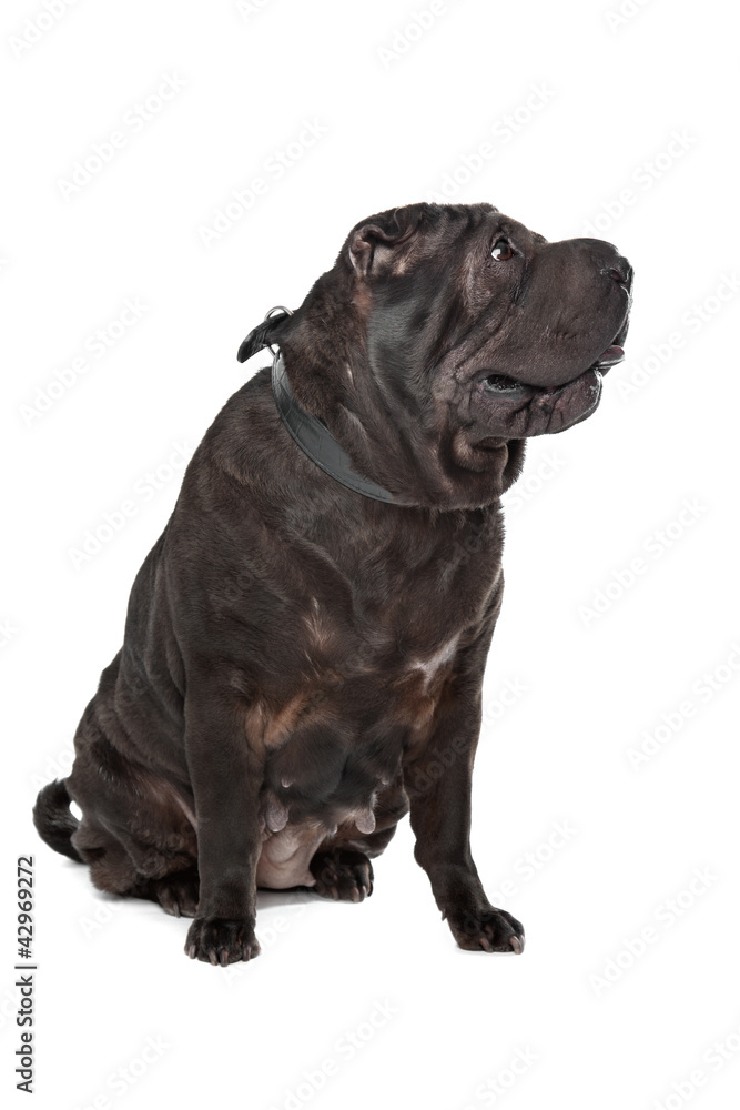 Shar-Pei Shar-Pei
