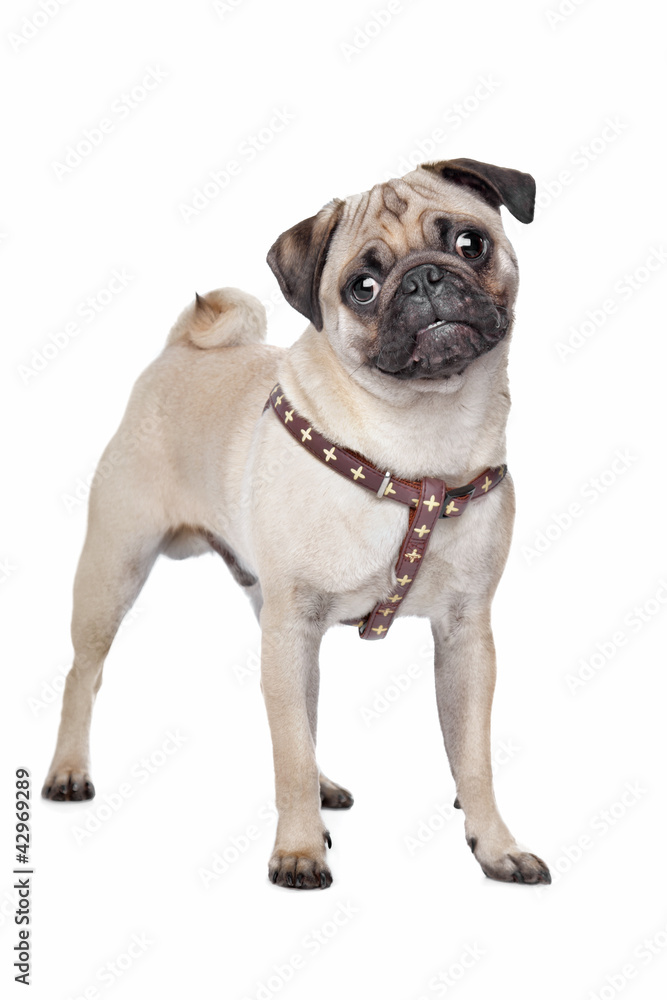 Fototapeta premium Pug dog