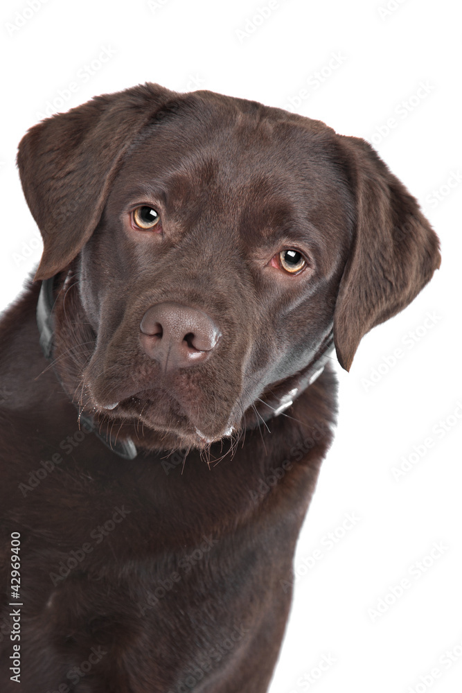 Chocolate Labrador Chocolate Labrador