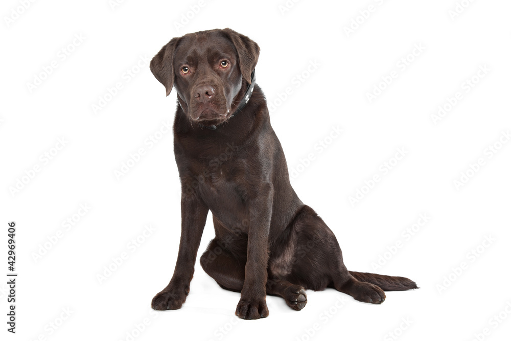 Chocolate Labrador