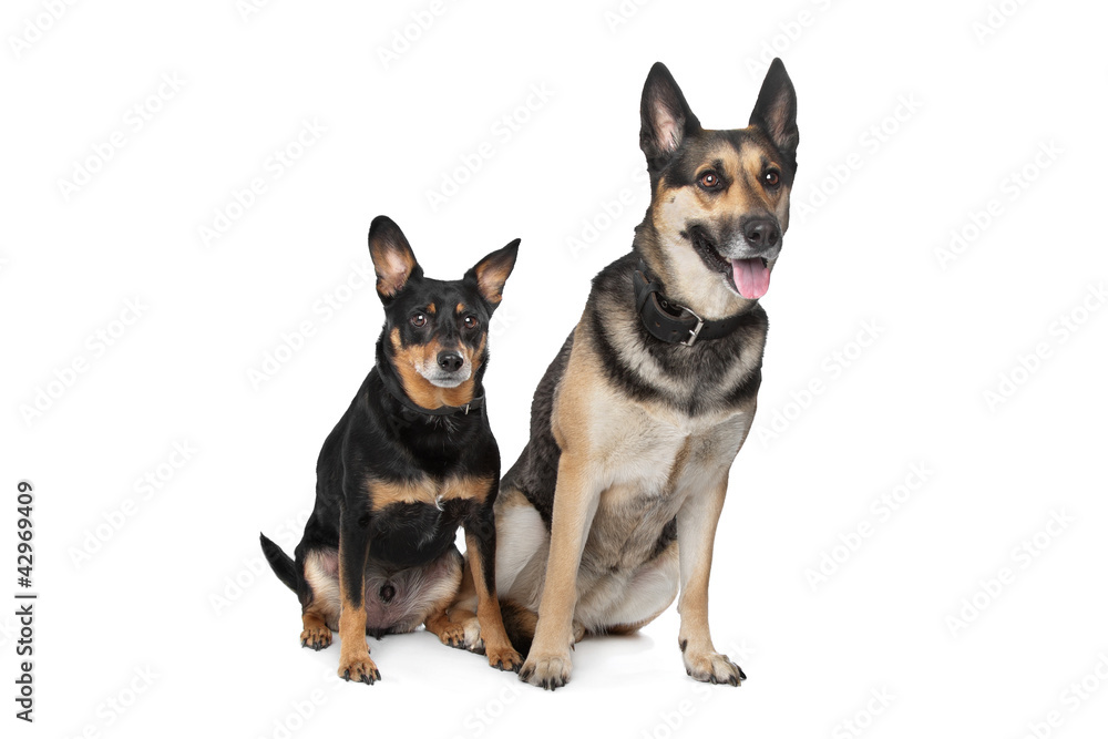 Two mixed breed dogs