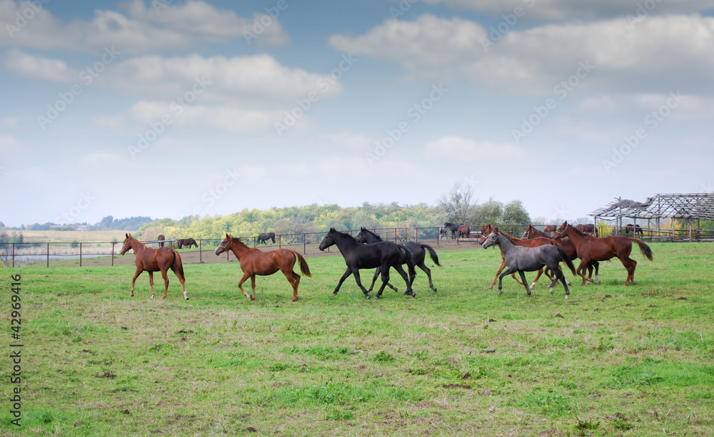 horses running horses running
