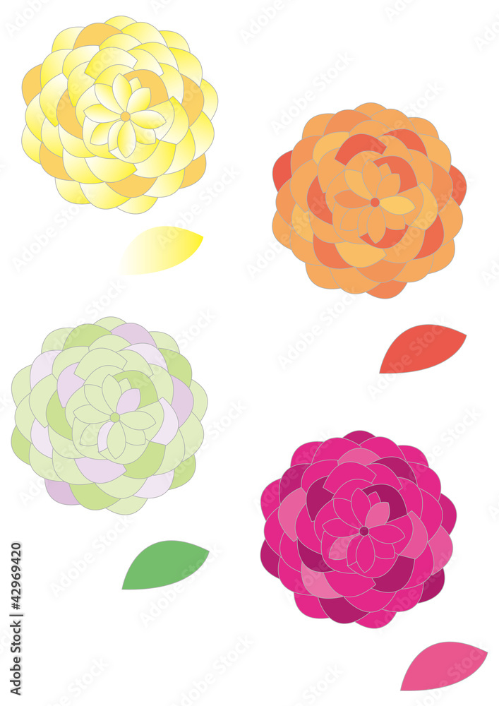 菊 japanese rose 菊 japanese rose