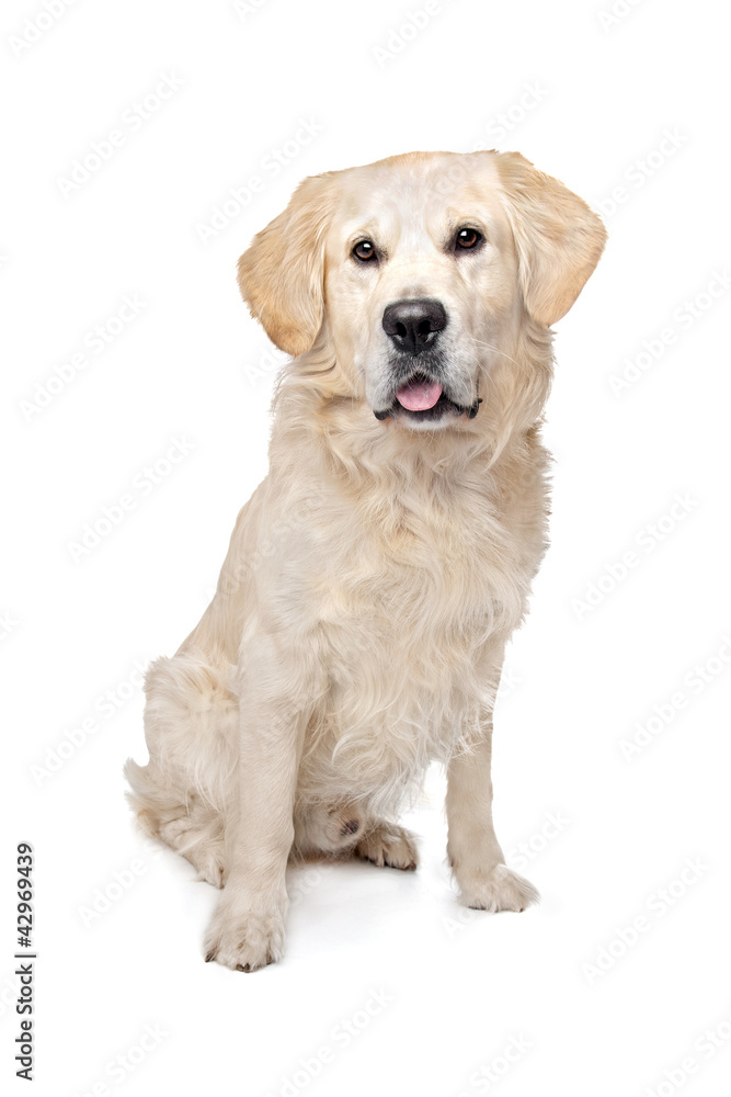 Golden Retriever Golden Retriever
