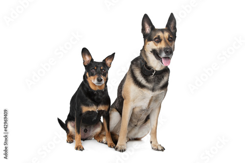 Two mixed breed dogs © Erik Lam