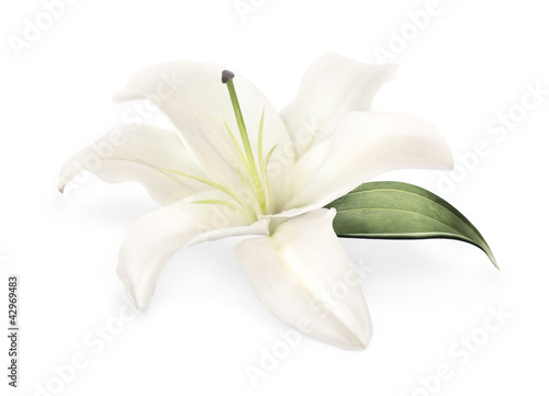 White garden lily