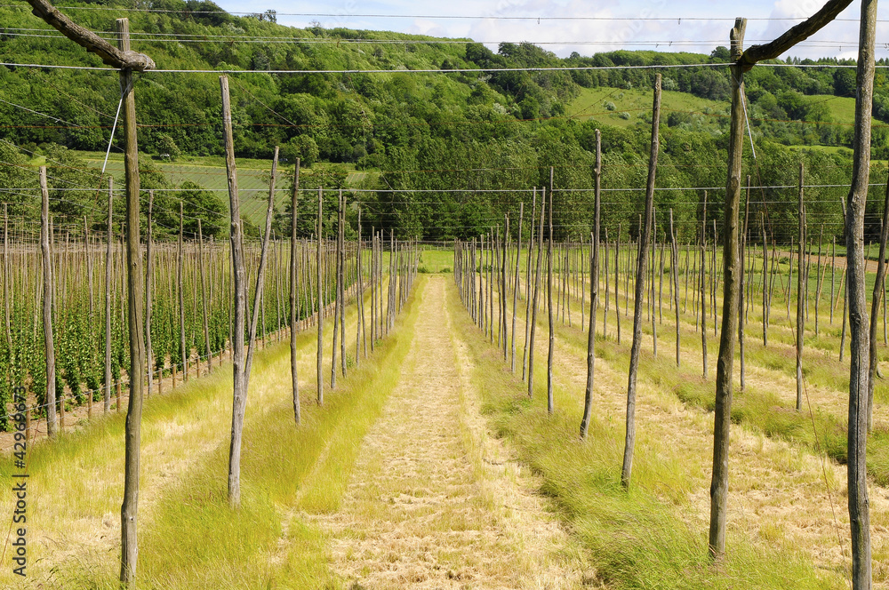 Obraz premium Vineyard