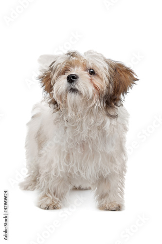 Fototapeta Naklejka Na Ścianę i Meble -  boomer dog